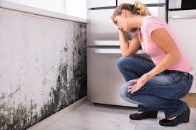 Environmental Consulting for Mold Prevention in Swifton, AR